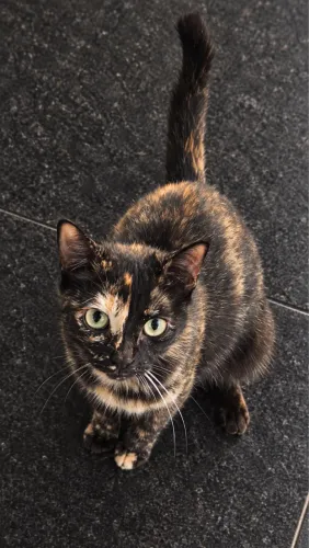 Gatinha pra adoção