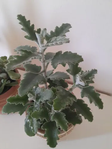 Plantas de "veludo" natural