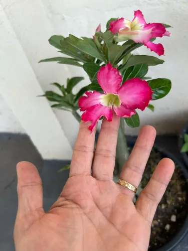 Rosas do deserto em promoção!!