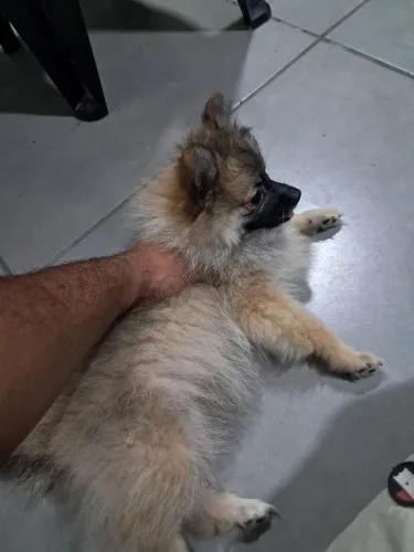 Spitz alemao femea