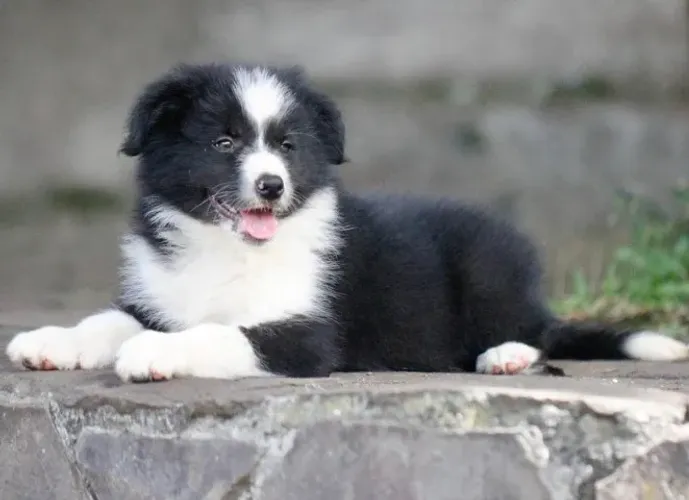 Filhotes de Border Collie | Filhotes cheios de personalidade.