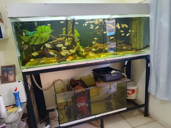 Aquário 205x60x60