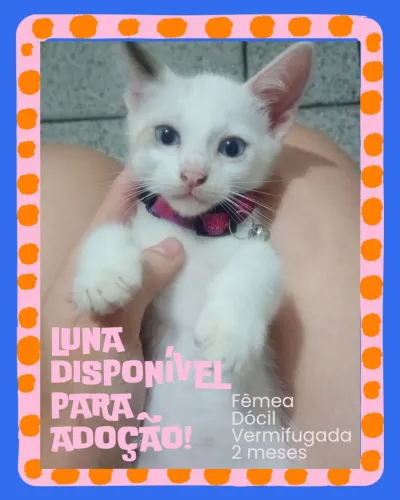 Adoção responsável