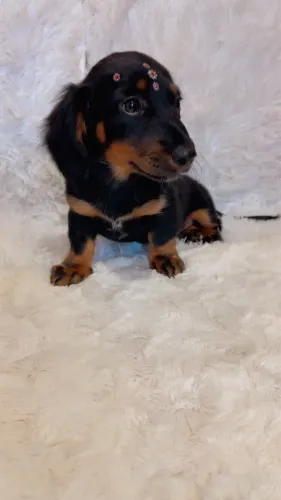 . Título: Filhote Teckel (Dachshund) - Companheiro Carinhoso e Inteligente