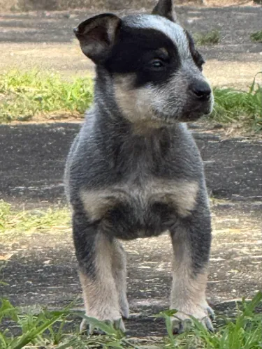 Filhotes de Blue Heeler e Red Heeler a venda! 02 Machos e 03 fêmeas!