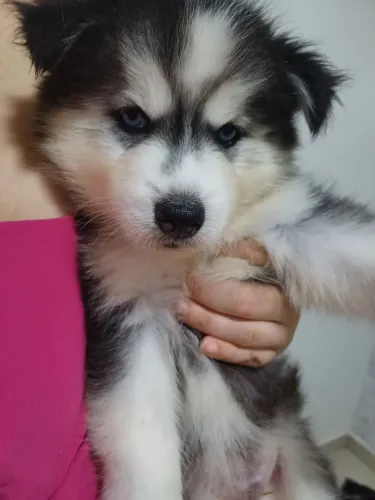 Filhotes de Husky siberiano wolly