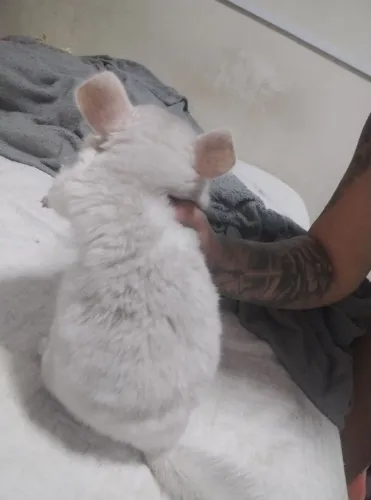 Chinchila