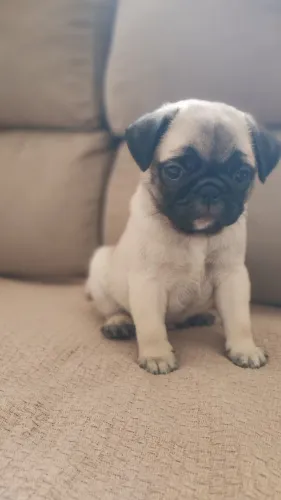 Pug 
