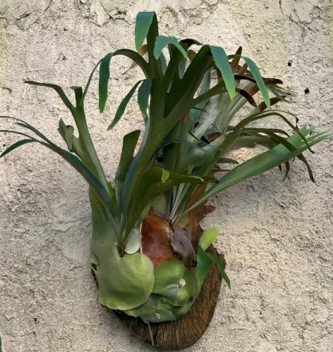 Chifre-de-veado Montado em Madeira 