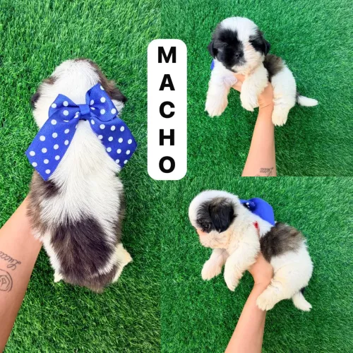 SHITUZ macho 