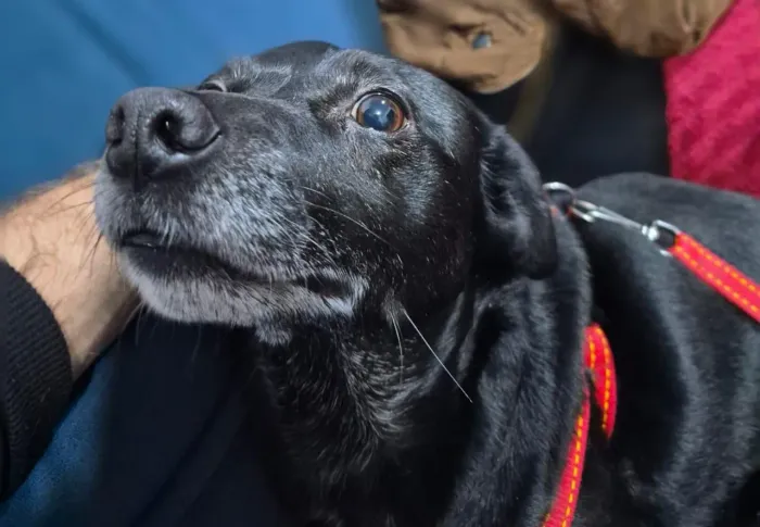 Doação cadela encontrada