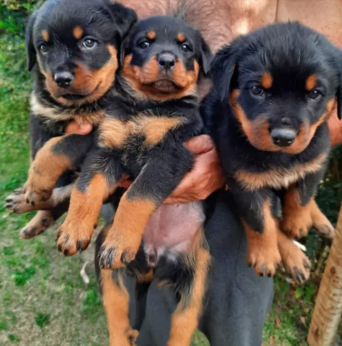 Filhote rottweiler, Os bebês mais fofos do mundo canino estão esperando por você!
