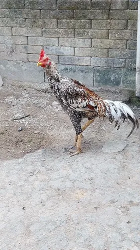Vendo frango e galinhas de ótima genética