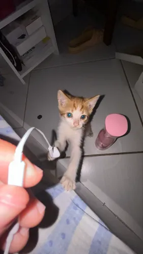 Doando gato filhote