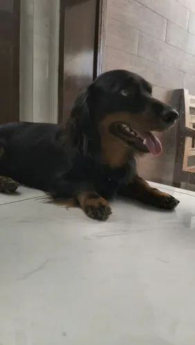 Dackshund Salsicha Macho pelo longo para cruzamento