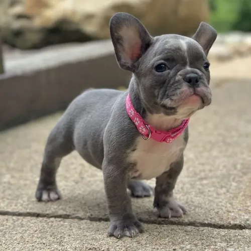 BullDog Francês- O companheiro fiel