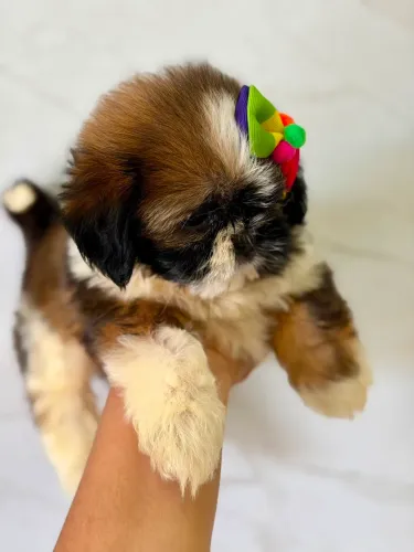 Cachorro