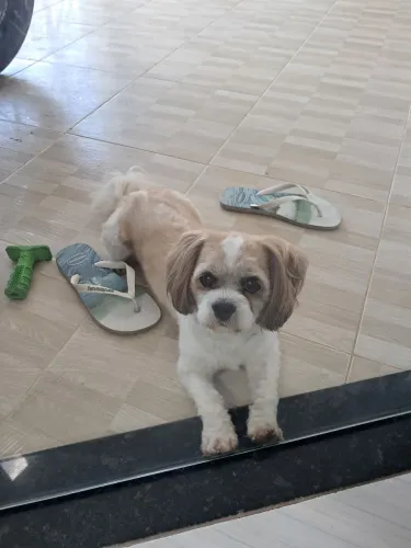 Cachorro  