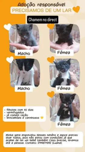 Doação de filhotes