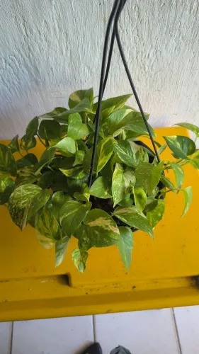 Jibóia planta natural