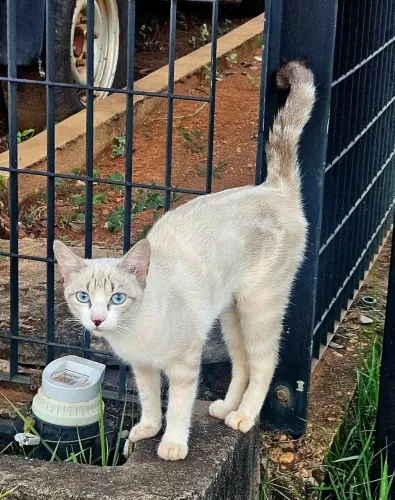 Gatinha para adoção responsável. 