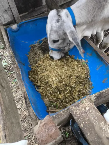 Silagem Ensacada de Milho (24 a 28 kg) - Retirada no Local