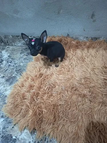 Vendo filhote de Pinscher fêmea 0 zerinho