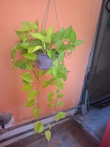 Planta jiboia
