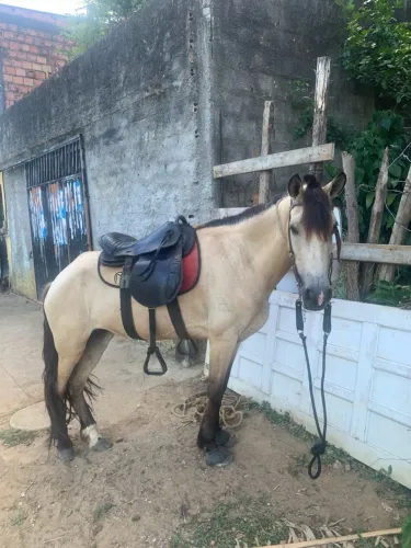 Egua de picado leia a legenda.