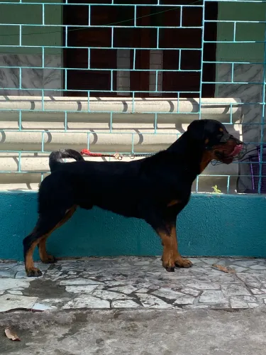 Rottweiler puro 