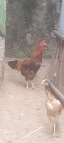 Galo