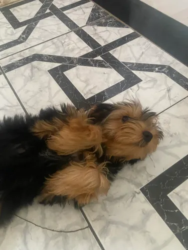 Yorkshire fêmea filhote