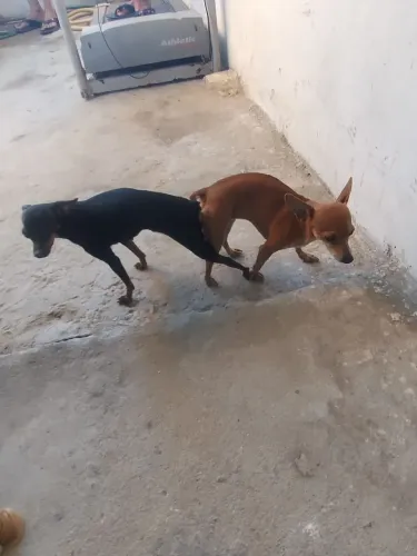 Cachorro