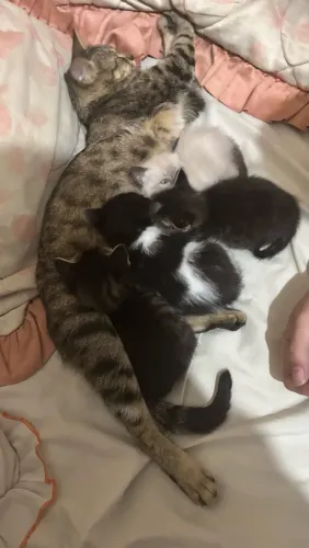 Filhotes de gato 3 fêmeas