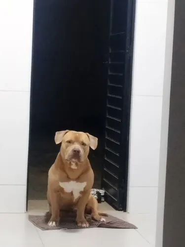American Bully de 5 anos, super dócil.