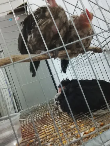 Vendo 2 garnizes machos