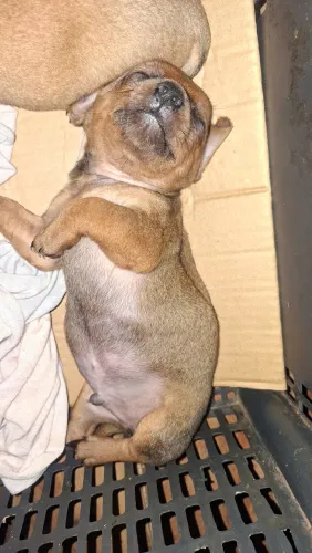 Filhotes pinscher