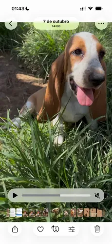 Orelhudos filhotes - Basset hound