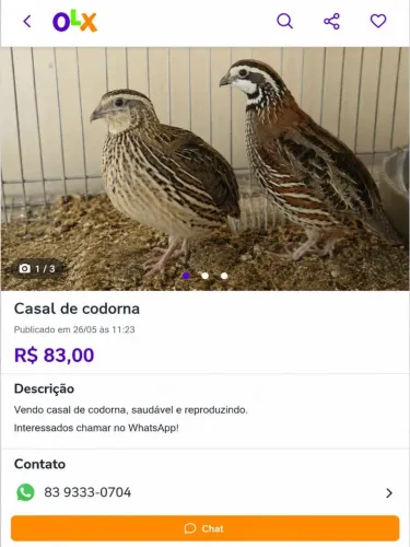 Casal de codorna