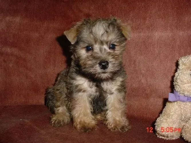 POODLE X YORK Adora crianças e é super paciente nas brincadeiras. Zap 9.975I.649I