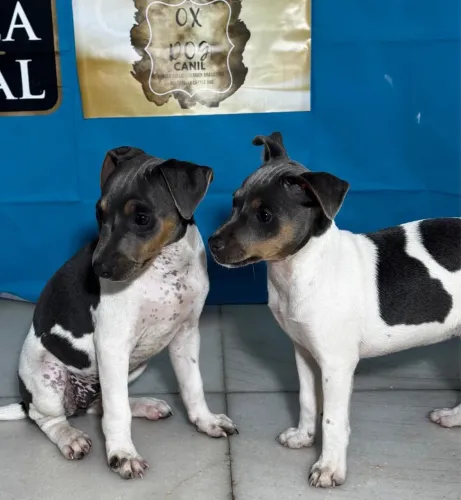 Filhote Fox paulistinha com pedigree CBKC - puro terrier brasileiro