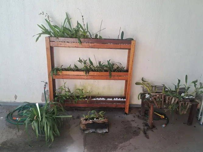 Várias Orquídeas com a Estrutura de Madeira