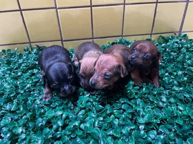 Filhotes de Pincher R$500,00 Machos - ZL/SP