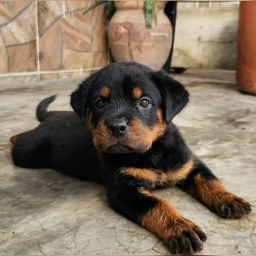 Rottweiler Elegância em cada detalhe