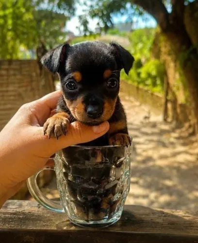 Pinscher 0 miniatura -A pronta entrega melhor padrão 