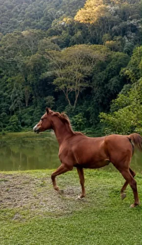 Árabe Puro-Sangue Documentado | Manso | Treinado na Sela e Charrete