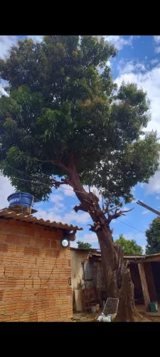 Poda