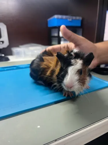 Porquinho da Índia - Macho 19 dias 