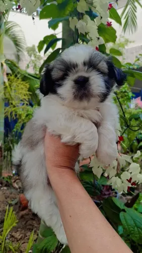Shih tzu macho