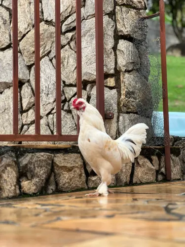 Galinho Mestiço